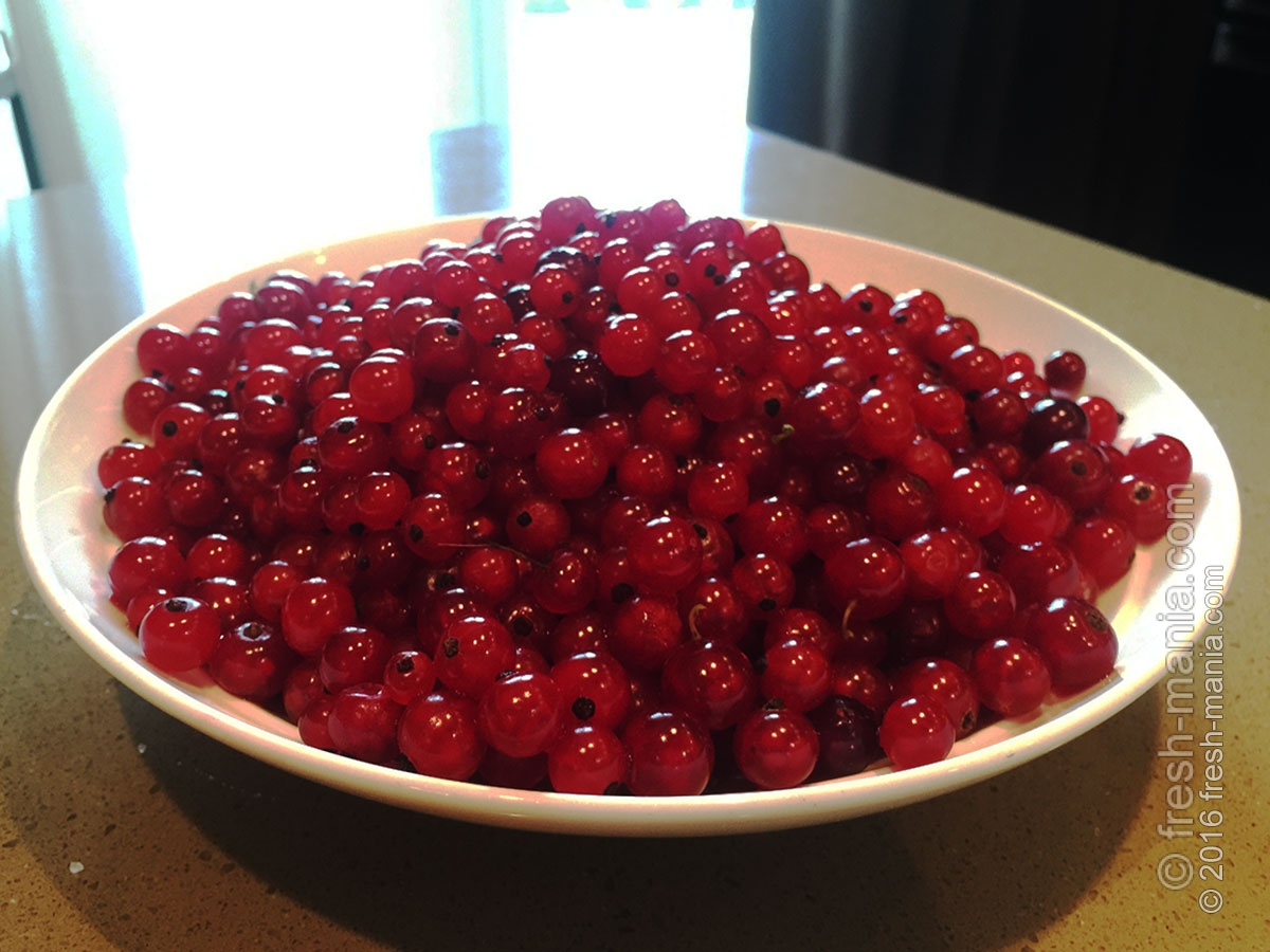 Пастила из смородины с цедрой лимона и апельсина. Полезные советы о ...