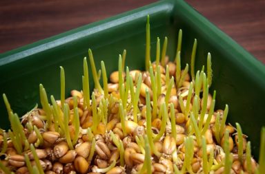 Как прорастить пшеницу без специальных приспособлений
