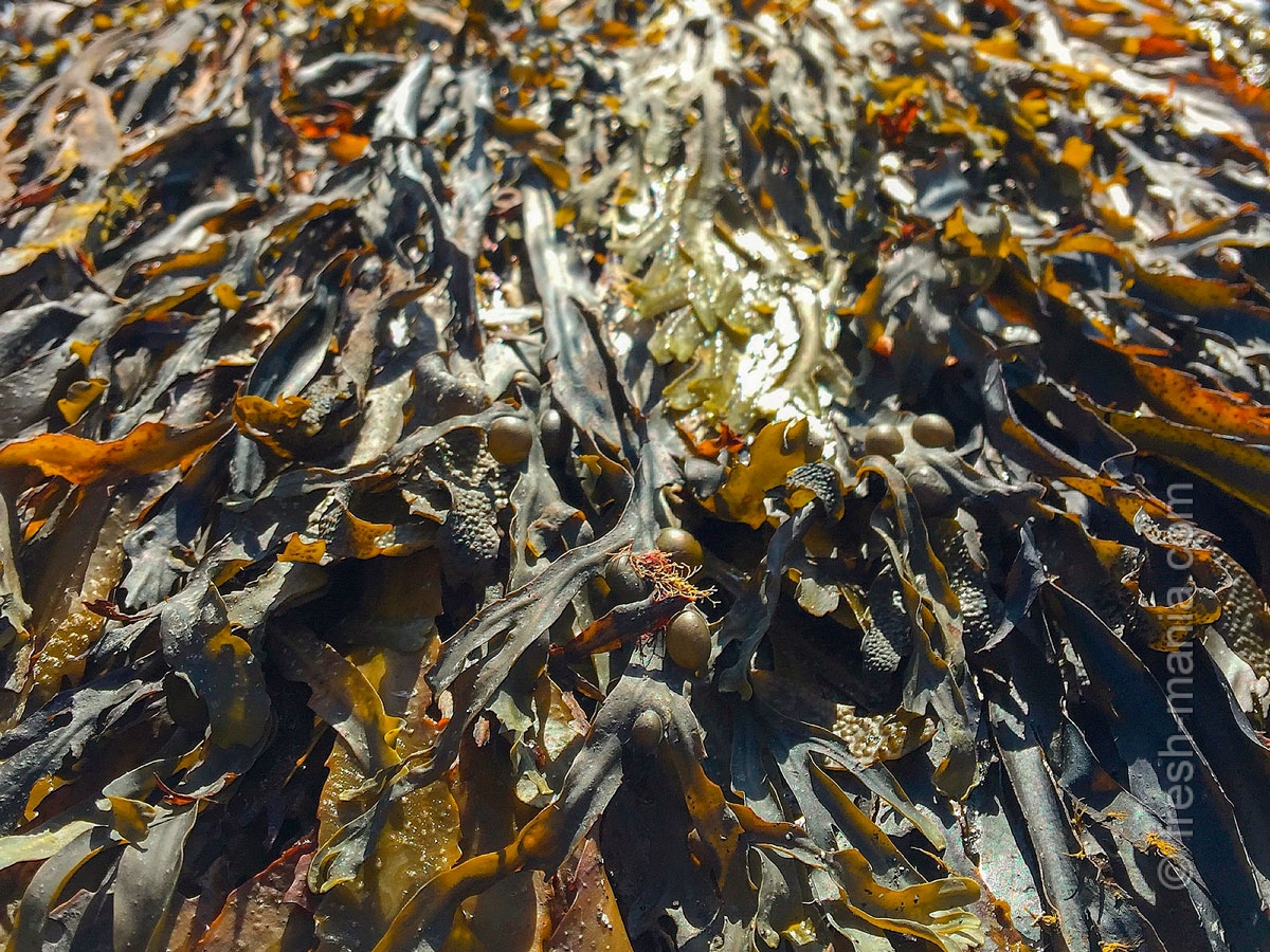 морская капуста в море